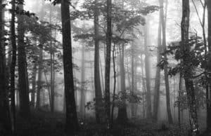 Three Sonnets