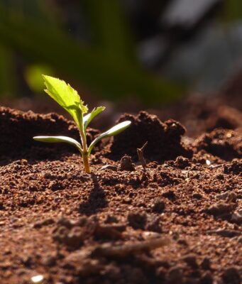 “Let Truth Spring Up from the Ground”: Truth’s Changing Role Throughout History