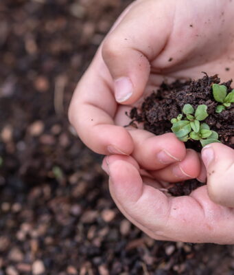 Joyful Planting: COVID and the Prohibition of Planting During the Three Weeks