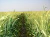 Why Celebrate the Torah at The Wheat Harvest?