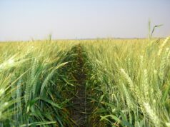 Why Celebrate the Torah at The Wheat Harvest?