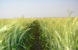 Why Celebrate the Torah at The Wheat Harvest?