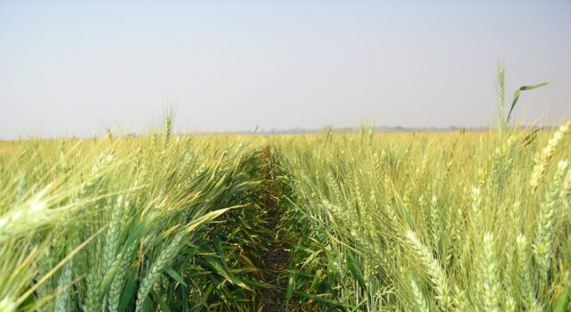 Why Celebrate the Torah at The Wheat Harvest?