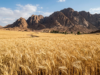 Why Celebrate the Torah at The Wheat Harvest?