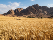 Why Celebrate the Torah at The Wheat Harvest?