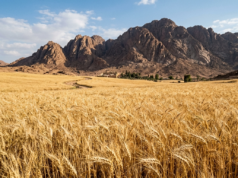 Why Celebrate the Torah at The Wheat Harvest?