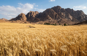 Why Celebrate the Torah at The Wheat Harvest?