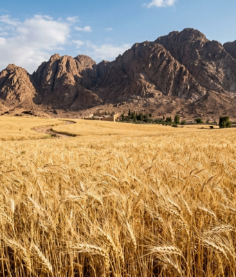 Why Celebrate the Torah at The Wheat Harvest?
